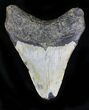 Bargain Megalodon Tooth - North Carolina #21966-2